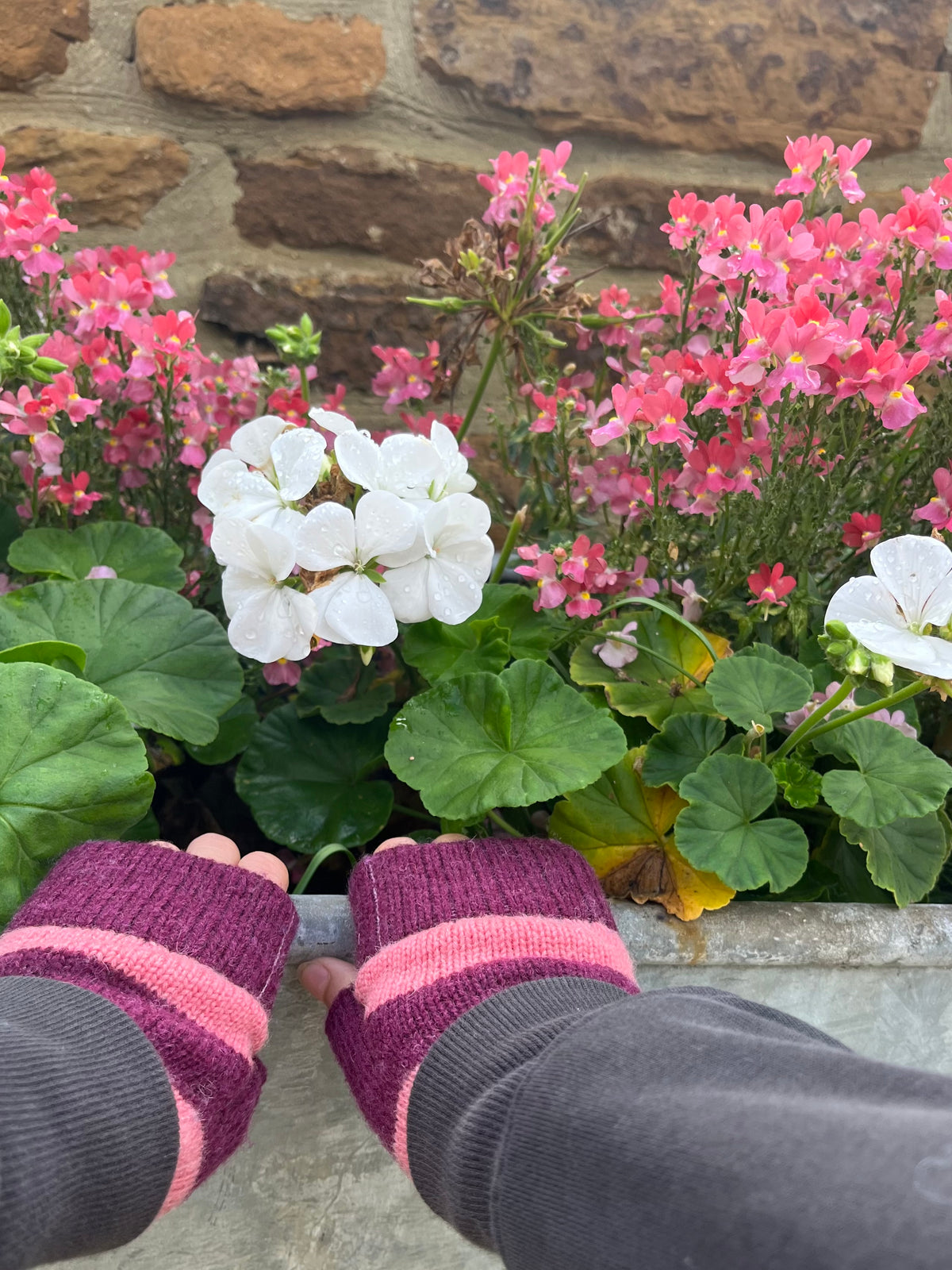 A close-up of a person's hands wearing burgundy and pink striped fingerless gloves, touching white and pink geranium flowers in a stone planter box.